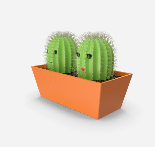 Miniature cactus